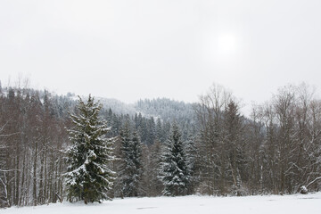 Snow covered forest in winter in Polish mountains - 498605287