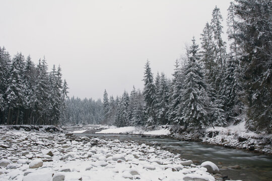 Winter forest landscape with a stream, pebbles and spruce forest covered with snow