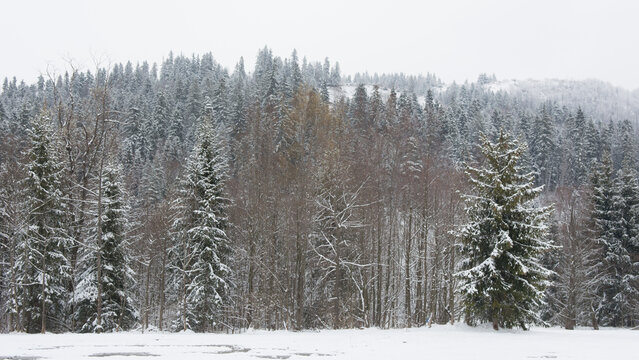 Snow covered forest in winter in Polish mountains