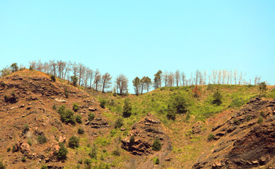 trees on the crater ridge of the volcano that look like Red Indians ready to attack