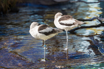 Couple of pied avocets on the lake