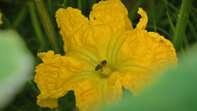 flor de abobora