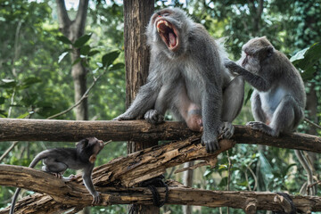 Growling macaque monkey and a playful macaque monkey on a branch
