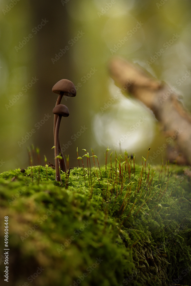 Sticker vertical shot of mushrooms growing on moss in the forest