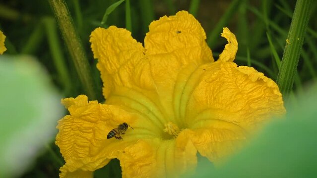 flor de abobora