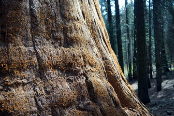 Closeup of a giant sequoia tree in a forest under the sunlight with a blurry background