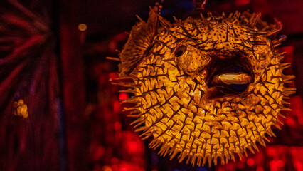 Closeup shot of an illuminated pufferfish lamp © Wirestock Creators