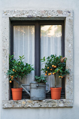 Fototapeta na wymiar Window with two pots of kumquat trees