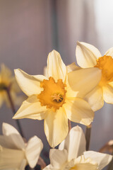 Yellow and white large cupped Daffodil Slim Whitman (narcissus) flower in vase on a blurred background.