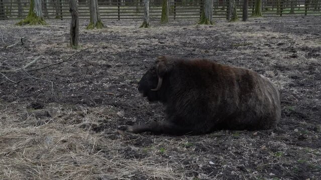 Bison in the Białowieża National Park