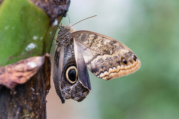 Beautiful butterfly on plant