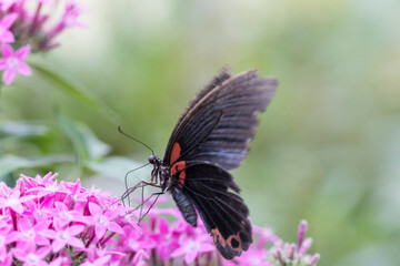 Beautiful butterfly on plant