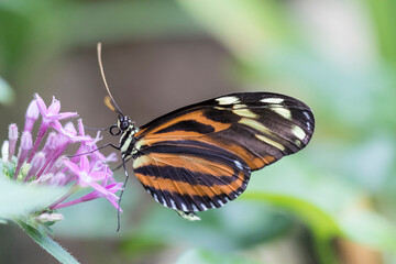 Obraz premium Beautiful butterfly on plant