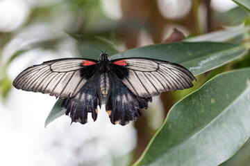 Beautiful butterfly on plant