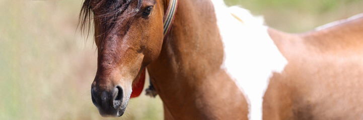 Closeup of muzzle of brown white horse with long mane © H_Ko