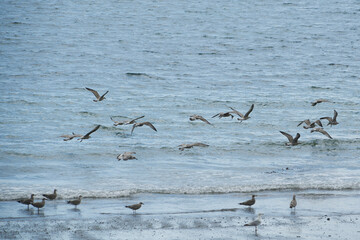 Groupe d'oiseaux en bord de mer .