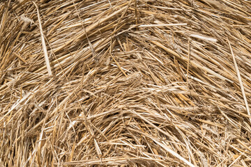 Yellow-beige background of fresh hay. Dry grass. Farm animal feed.