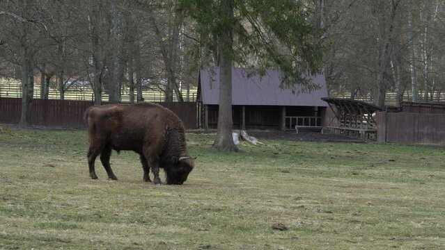 Bison in the Białowieża National Park