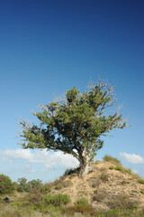 Fototapeta premium Trees, bushes, grass and cacti on waste ground near the town in Israel