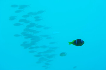 Fototapeta na wymiar Fish, coral and other bright and colorful inhabitants of the Red Sea.