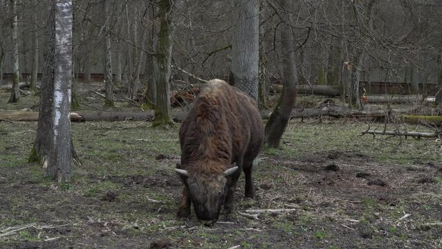 Bison in the Białowieża National Park