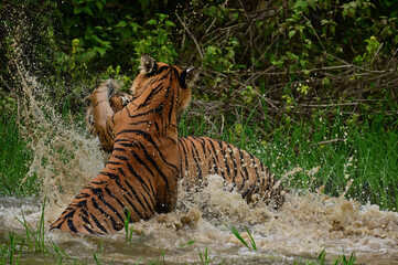 Tigers fighting on a river in a jungle