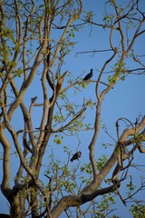 branches against blue sky