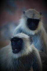 portrait of a macaque