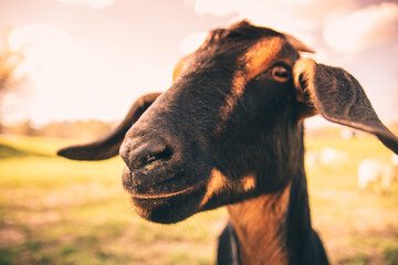 Closeup shot of the goat in the field