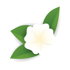White frangipani isolated on white background ,Vector illustration EPS 10