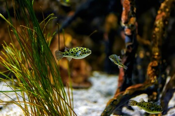Green pufferfish or speckled pufferfish (Dichotomyctere nigroviridis) in an aquarium with marine...