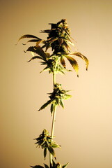 Fototapeta na wymiar Legal medicinal cannabis flower day of harvest