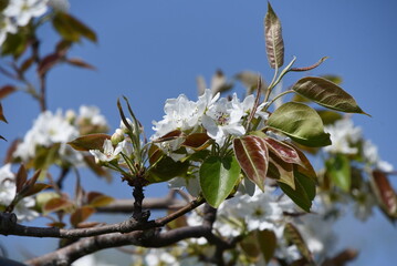 Japanese pear (Nashi pear) blossoms. Rosaceae deciduous fruit tree. Five-petaled white flowers bloom around April.