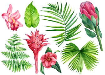 Set of tropical flowers and palm leaves. Watercolor isolated floral elements.