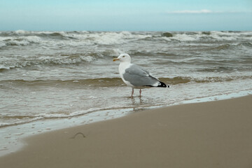 Seagull in summer on the beach