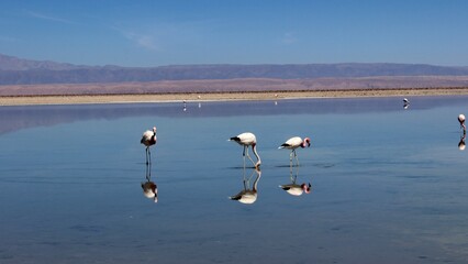 Flamingos on Laguna Chaxa at Los Flamencos National Reserve, Atacama, Chile.