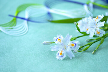 Fototapeta na wymiar アヤメ科の美しい花　シャガと水引　（グリーンバック）