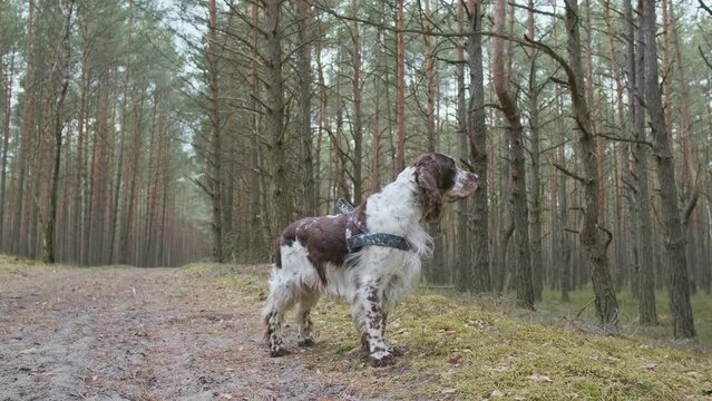 An English Springer Spaniel is looking around at the forest path.