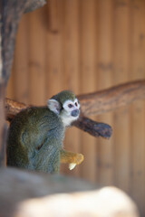 wild little monkey sitting alone nature fauna