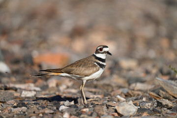 Killdeer keenly staring at camera