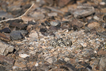 Killdeer eggs look like rocks