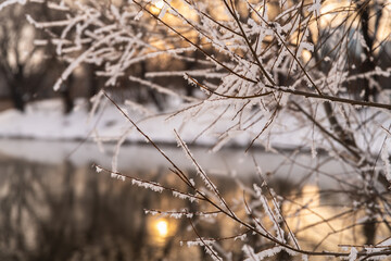 beautiful snow-covered branches against the background of the river at sunset