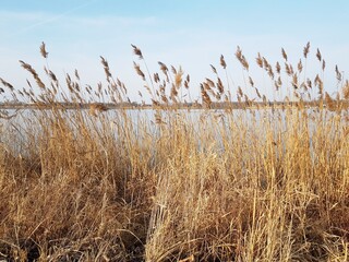 jezioro trawa © Lukasso