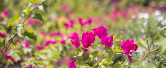 Obraz premium Multicolor bougainvillea blooming in exotic tropical garden for floral background. Natural sunlight with blurred bokeh foliage, tropical nature forest flowers. Summer blossoms, beauty in nature