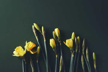 Yellow daffodils on dark teal background minimalistic flatlay, copy space, flower, springtime, bloom - 498612082