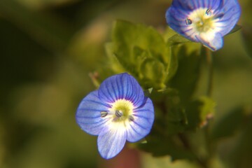 Blume, Makro, Natur, Planze, blau