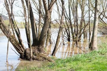 The river Moselle flooded parts of the city Trier, climate change, Germany, trees standing in the...