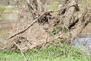 The river Moselle flooded parts of the city Trier, climate change, filthy trees standing in the water, garbage, invironmetal issue, heavy rainfalls cause rising water levels