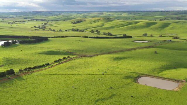 aerial footage of a farming landscape of green lush farm 