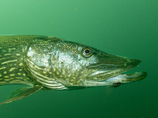 Close up of a big Northern Pike (Esox Lucius) fish swimming in a green water lake in Germany.